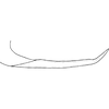 Pygofer appendages on Distantasca serratipenis (Qin & Zhang, 2007): Pygofer process, lateral view. (Observation).
