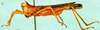 CollectionObject 1572878; 34ee46ad-eb70-4fb1-9c69-b7a4ced4c6c7: male, lateral view (paralectotype). (CollectionObject).