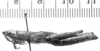 CollectionObject 1567380; a0422d7d-ede2-42a7-b4c4-4dff8e72e5b2: Image, Carbonell, C.S. female, lateral view (paralectotype). (CollectionObject).