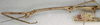 CollectionObject 1557030; 8e3173ef-6d4c-413a-8625-a2c21ce2e3d7, NMW 796: copyright NMW, Vienna. female of synonym Bostra godmani: head and thorax, lateral view (paralectotype). (CollectionObject).