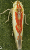 Habitus, dorsal view: !! display not done !! on Zygina (Zygina) tiliae (Fallén, 1806): Habitus (female). (Observation).