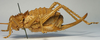 Hetrodes pupus pupus (Linnaeus, 1758): female, lateral view (holotype of Hetrodes productus). (Otu).