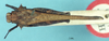 CollectionObject 1518013; 417c4a0c-c62a-4ac4-a847-567cd4fd9f33, NHMUK10924492: male, dorsal view (holotype). (CollectionObject).