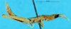 CollectionObject 1507051; 8faa69cd-1183-490d-b353-4957539322ab: male, lateral view (holotype). (CollectionObject).