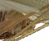 CollectionObject 1529758; 4554ef4a-8d2d-4596-bc58-86be39b7192c: male abdomen tip, lateral view (holotype). (CollectionObject).