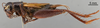 CollectionObject 1522822; b27c3b75-6e6b-43ff-8ae4-f2bebfec177b: Male, lateral view (lectotype). (CollectionObject).