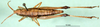 CollectionObject 1581348; 8003e1d8-45a4-4e3d-81ea-651a41b33c1b: female, dorsal view (paratype). (CollectionObject).