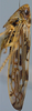 Habitus, lateral view on Discolopeus colopeus (Stiller, 2019) now Discolopeus colopeus Stiller, 2019: Habitus, male, lateral view. (Observation).