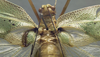 CollectionObject 1505883; 0a28199a-13ca-4420-bba7-cc786309cd7e: male, dorsal view (syntype). (CollectionObject).;CollectionObject 1505884; e4ad7a68-92ad-43b9-a49c-2f62722b0196: male, dorsal view (syntype). (CollectionObject).