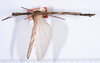CollectionObject 1559124; 6035290c-9c99-4d02-b00c-c50ce63cde79: copyright ANSP. male, dorsal view (holotype). (CollectionObject).