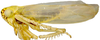 Habitus, lateral view: Macrosteles quadrilineatus, laterally (INHS). (Observation).