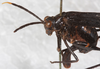 CollectionObject 1552410; NMW 7428, e5ac5f2f-9d86-49d8-a27b-69c1f0060cb4: female, dorso-lateral view. (CollectionObject).