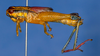 CollectionObject 1518906; 5ba69d89-1320-410f-8f4b-b896866c8a5e: male, lateral view (holotype). (CollectionObject).