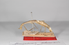 CollectionObject 1559775; 2bdc7312-b597-478a-9aa4-a29e6758e4b3: copyright MNCN, Madrid. female, lateral view (holotype). (CollectionObject).