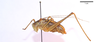 CollectionObject 1537730; 636a0a51-ce55-445f-a7d7-5509e8e3a825: male, lateral view (holotype). (CollectionObject).