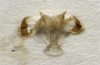 CollectionObject 1534992; 17910123-460b-4ab9-9218-02654dfaa74b: male titillator (syntype). (CollectionObject).