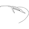 Pygofer, lateral view: Pygofer, lateral view. (Observation).