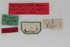 CollectionObject 1505736; 6932ee7b-90c0-4342-b52e-e11960bd6fe8: female, labels (syntype). (CollectionObject).