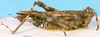 CollectionObject 1505082; ad220c75-754d-401b-ab66-09e7dc584c08, DORSA D042XF01: female, lateral view (syntype). (CollectionObject).