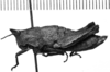 CollectionObject 1540739; 28a8c9b0-e9ac-4b5e-be76-d8326af3d5d4: Image, Carbonell, C.S. female, lateral view (lectotype). (CollectionObject).