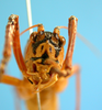 CollectionObject 1539174; UVCO 20720, 668d0056-b91f-4466-a8df-7cd162bcf0f0: MUSENUV - 20720. female, frontal view. (CollectionObject).