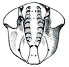 Head: Iowanus majestus, face. (Observation).
