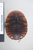 CollectionObject 1573064; c965d678-8f5d-4da2-995c-35ede658bcac: Copyright NHM, London. Female: dorsal view, non-type. (CollectionObject).