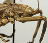 CollectionObject 1535941; 4d5fca26-d11c-49e7-b6d4-5b63416e58bb: male pronotum, lateral view (syntype). (CollectionObject).