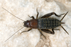 CollectionObject 1591122; 47c44abd-d8d3-4542-8dc2-f163c355b19b: added to OSF by J.Skejo with author's permission. adult female (Croatia: Dalmatia, Primošten). (CollectionObject).