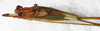 male, dorsal view. Depicts CollectionObject 1565964; aa66b081-8206-41f1-9742-f9f4d8e28783, a CollectionObject.