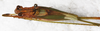 CollectionObject 1565964; aa66b081-8206-41f1-9742-f9f4d8e28783: male, dorsal view. (CollectionObject).