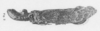 Habitus, lateral view: !! display not done !! on Fulgora servillei Spinola, 1839: (Observation).