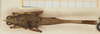 CollectionObject 1584269; 3e3d4590-2b4a-4ee0-bcb5-d350229c9f6d, NHMUK010924477: male, dorsal view (paratype). (CollectionObject).