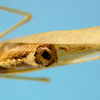 CollectionObject 1542714; DEES MZLQ-I0049, f344d4bc-58d8-4758-9d25-f1387412ccda: male, apex of the abdomen posterior view (holotype). (CollectionObject).