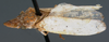 Habitus, lateral view: !! display not done !! on Diestostemma thoracis Young, 1968: Holotype. (Observation).