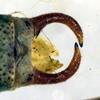 CollectionObject 1500687; a57d062e-58b3-4509-9f9f-606307d3100b: male cerci, dorsal view (holotype). (CollectionObject).