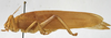 CollectionObject 1539752; e07ce68e-0f42-484b-9024-ac61281af520: male habitus, lateral view (holotype). (CollectionObject).