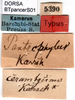 CollectionObject 1500340; 1bddc9bd-baaf-48f9-b714-5ad9d0eaca3e: labels (lectotype). (CollectionObject).