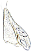 Subgenital plate: !! display not done !! on Cortona minuta Oman, 1938: Subgenital plate. (Observation).