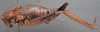 CollectionObject 1505756; ee2a8d26-a174-4663-b790-ae8baa894cb9: female, lateral view (holotype of Echinacris hispida). (CollectionObject).