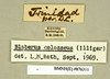 CollectionObject 1572835; 203dbf15-5cda-40a4-bfd5-4d988cc3d930: Copyright Natural History Museum, London. Labels from non-type (adult male) in BM(NH). (CollectionObject).