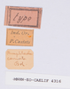 CollectionObject 1539627; ec8a793e-bd4e-4de7-ab1f-8d8a06b3bd8e: labels (syntype). (CollectionObject).