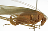 CollectionObject 1529765; be4e4fbd-9f82-40b1-8181-27247cd199e4: female, lateral view (holotype). (CollectionObject).