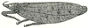 CollectionObject 1522284; 54bcdef3-974c-44eb-a5d5-89825d893f35: Pl. XV, Fig. 6 (after type of Ch. sexguttata). male (tegmina length 29.3 mm). (CollectionObject).