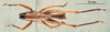 CollectionObject 1504997; 68c01f5c-6ed3-488b-8020-b4833c612f1e: male, dorsal view (syntype). (CollectionObject).