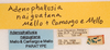 Adenophallusia naiguatana Mello & de Camargo E Mello, 1996: labels (paratype). (Otu).