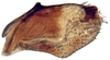Pygofer, lateral view on Achaeticina Emeljanov, 1962: Achaetica anbasidis, pygofer, laterally (INHS). (Observation).