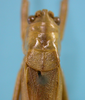 CollectionObject 1542650; DEES MZLQ-I0109, 84c9e26b-6a11-4406-b070-a0002ff401e4: female pronotum dorsal view (syntype of Agraecia incognita). (CollectionObject).