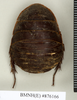 CollectionObject 1573057; NHMUK(SF IMPORT DUPLICATE) BMNH(E) 876170'', f0cda3f4-3f17-4e3d-a2e0-d6aea234d2b9: Copyright Natural History Museum, London. Syntype (female) in BM(NH). Dorsal view. (CollectionObject).