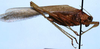 CollectionObject 1522478; c6fa6adb-623c-4c5e-8561-ab283ccebae7: male, lateral view (holotype). (CollectionObject).